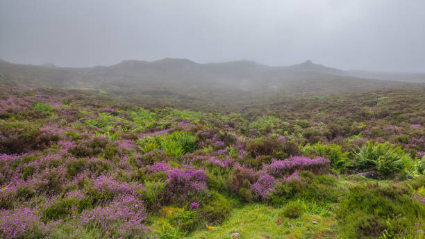 Misty mountain forest Aberdare Kenya