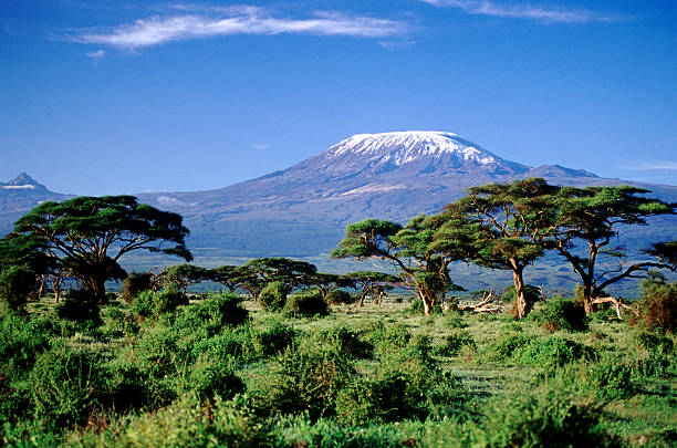 Elephants beneath Kilimanjaro Amboseli