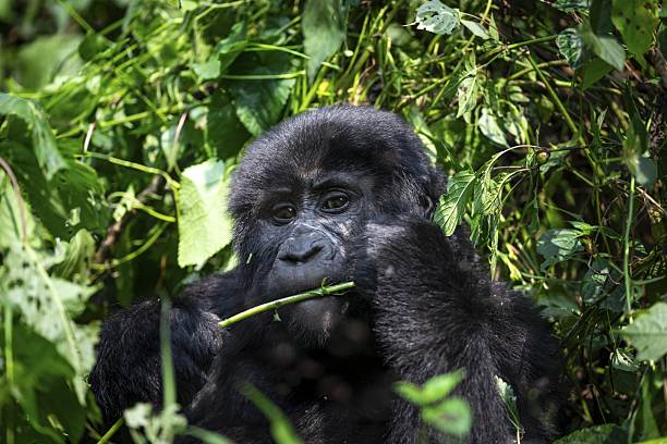 Mountain gorilla Bwindi Impenetrable Forest