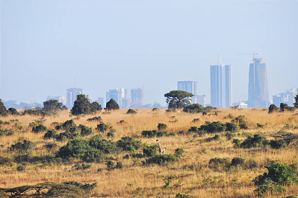 Digital detox safari wilderness Kenya disconnect