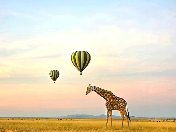 Executive wellness safari sunrise meditation Kenya