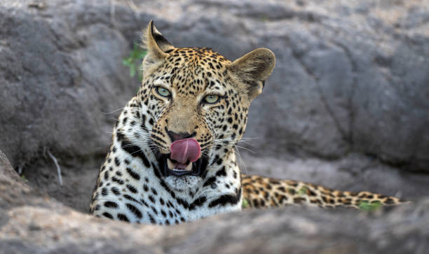 Leopard Sabi Sands luxury safari South Africa