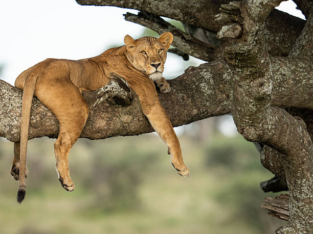 Tree-climbing lions Lake Manyara