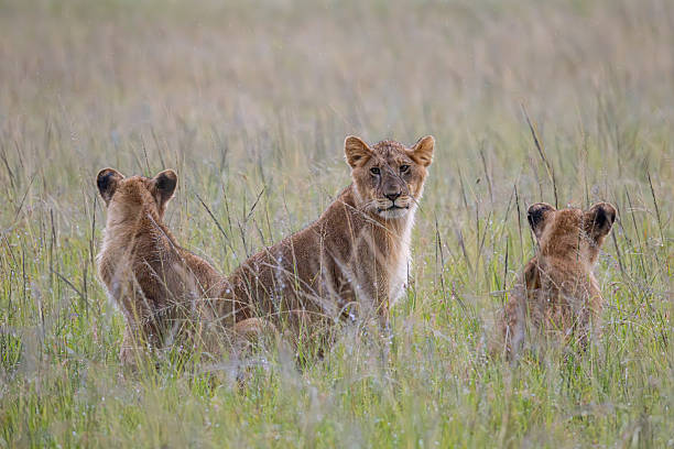 Luxury safari Maasai Mara golden hour