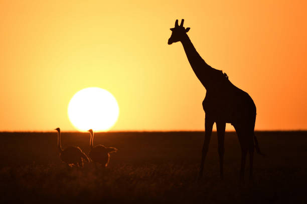 Mindfulness meditation safari sunrise Africa