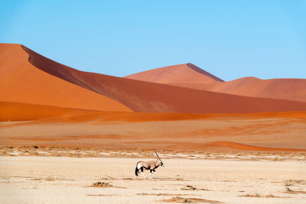 Sossusvlei red dunes Namibia