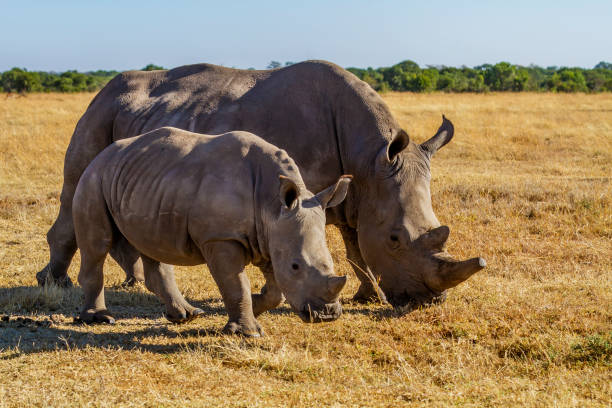 Rhino conservation Ol Pejeta Kenya