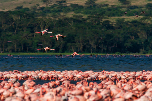 Flamingos on Lake Nakuru Kenya