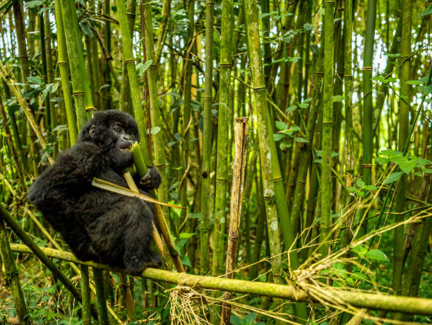Silverback gorilla Volcanoes National Park Rwanda