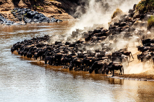 Great Migration wildebeest Serengeti