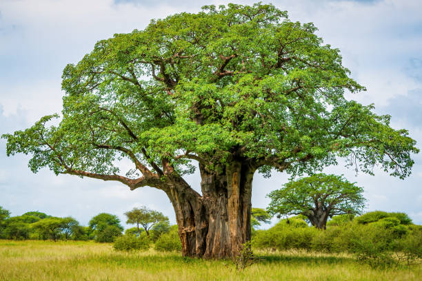 Baobab trees and elephants Tarangire