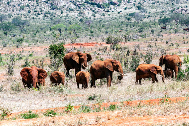 Red elephants Tsavo East Kenya