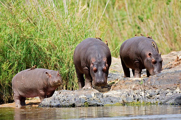 Luxury tented camp Tsavo West springs