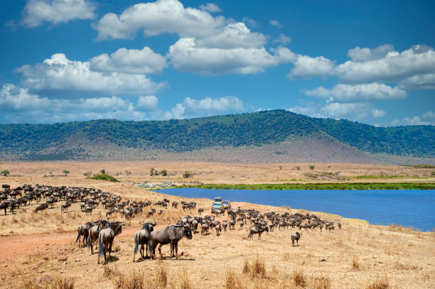 Great Migration safari